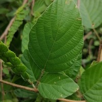 Phyllodium pulchellum (L.) Desv.